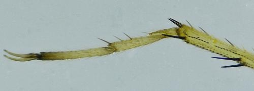 Réf. 275 811 : Tuponia sp.